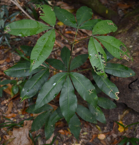 Acronychia acronychioides (White aspen) — photo