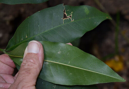 Acronychia acronychioides (White aspen) — photo