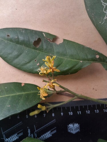 Acronychia acronychioides