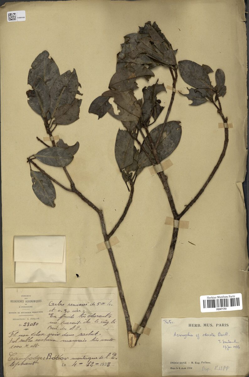 Acronychia odorata