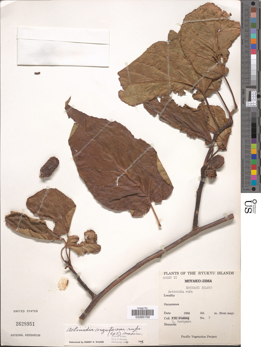 Actinidia arguta rufa - (Siebold.&Zucc.)Maxim. — photo