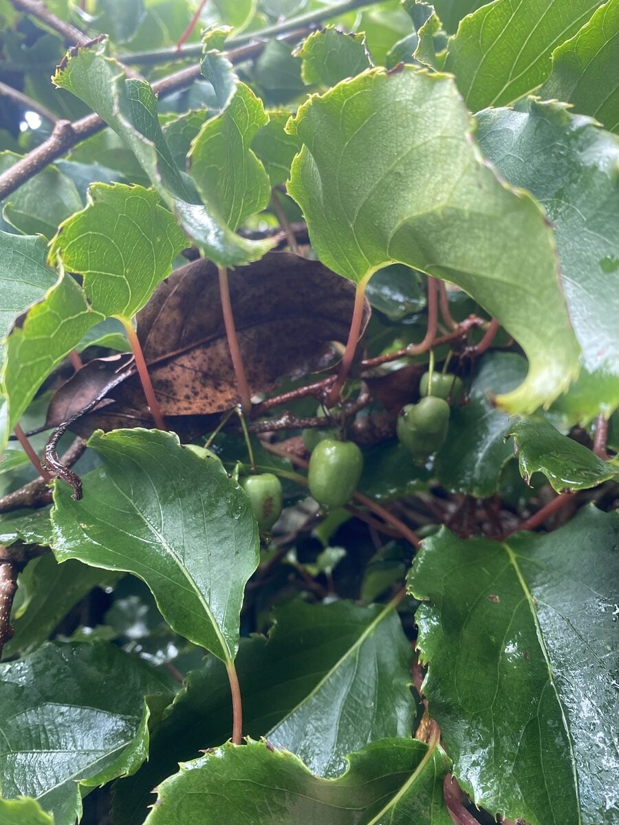 Actinidia arguta (Hardy Kiwi) — photo