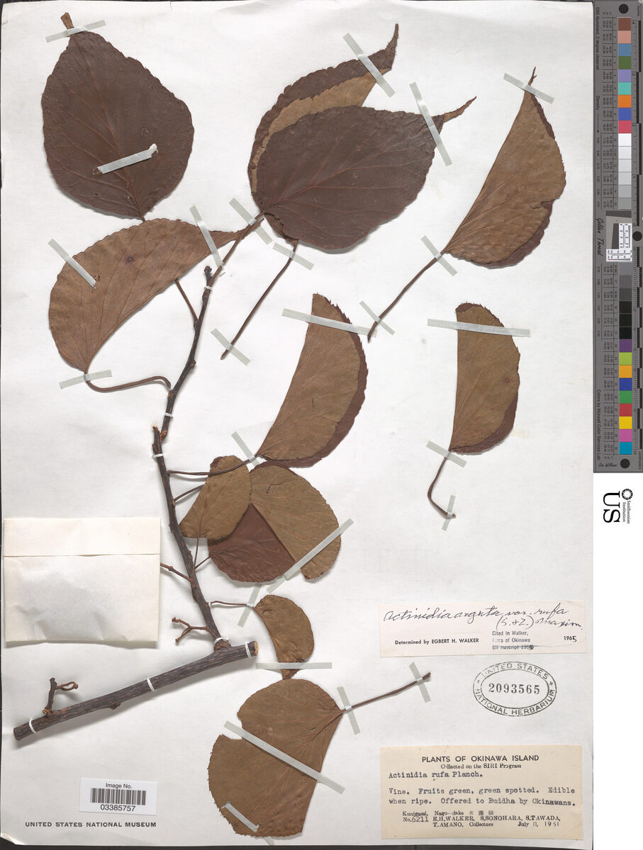 Actinidia arguta var. rufa — photo