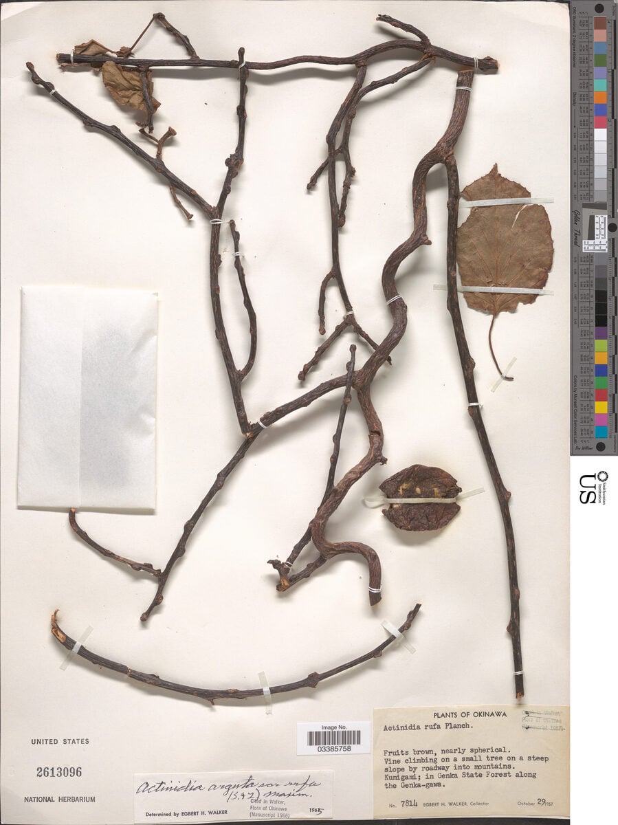 Actinidia arguta var. rufa