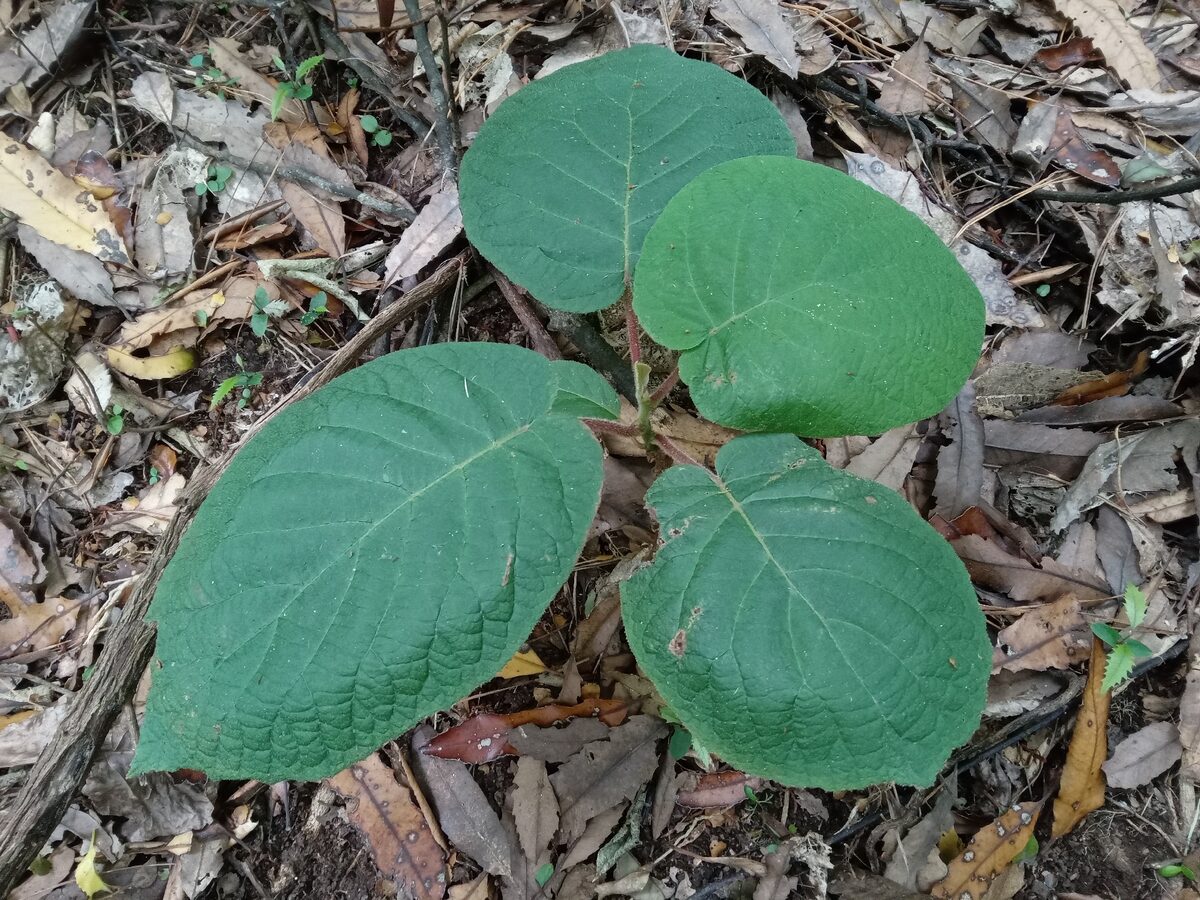 Actinidia callosa formosana — photo