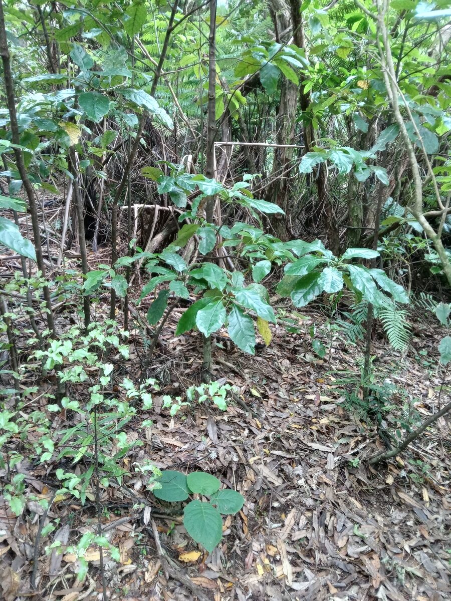 Actinidia callosa formosana — photo