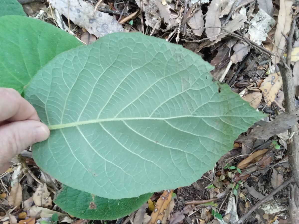 Actinidia callosa formosana