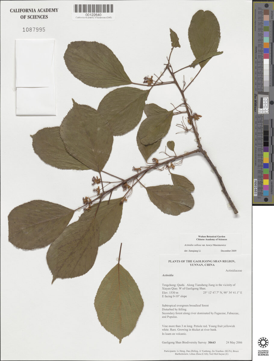 Actinidia callosa henryi — photo