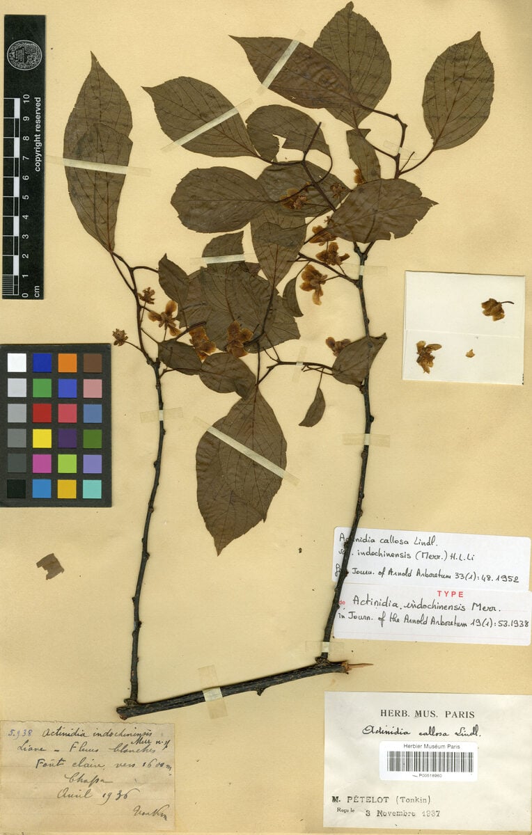 Actinidia callosa indochinensis - (Merril.)H.L.Li.