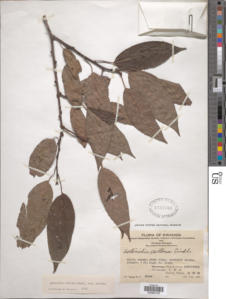 Actinidia callosa var. callosa — photo
