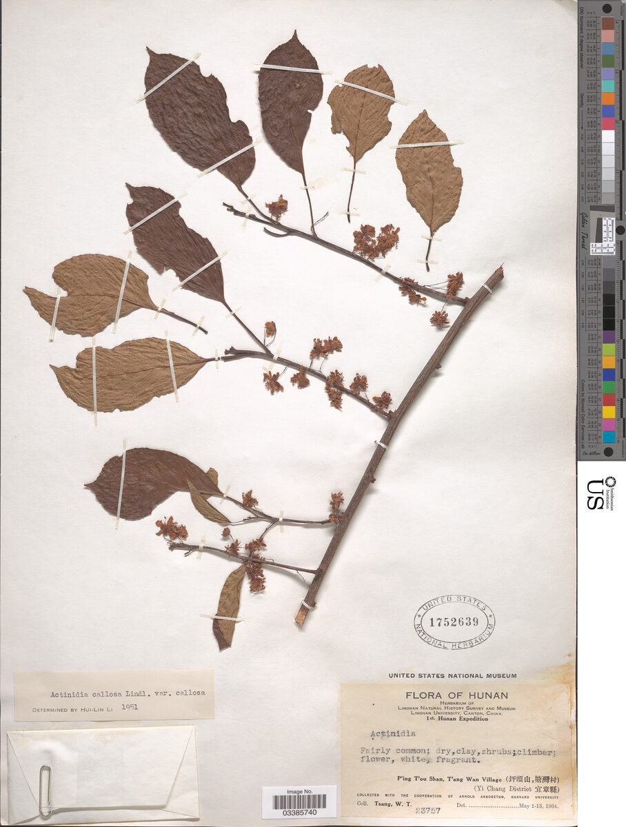 Actinidia callosa var. callosa — photo