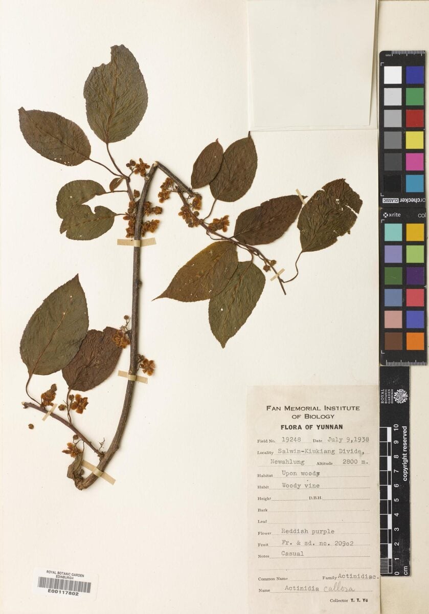 Actinidia callosa var. callosa