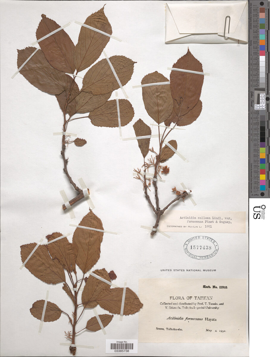 Actinidia callosa var. formosana — photo