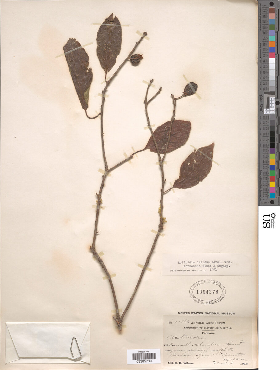 Actinidia callosa var. formosana — photo