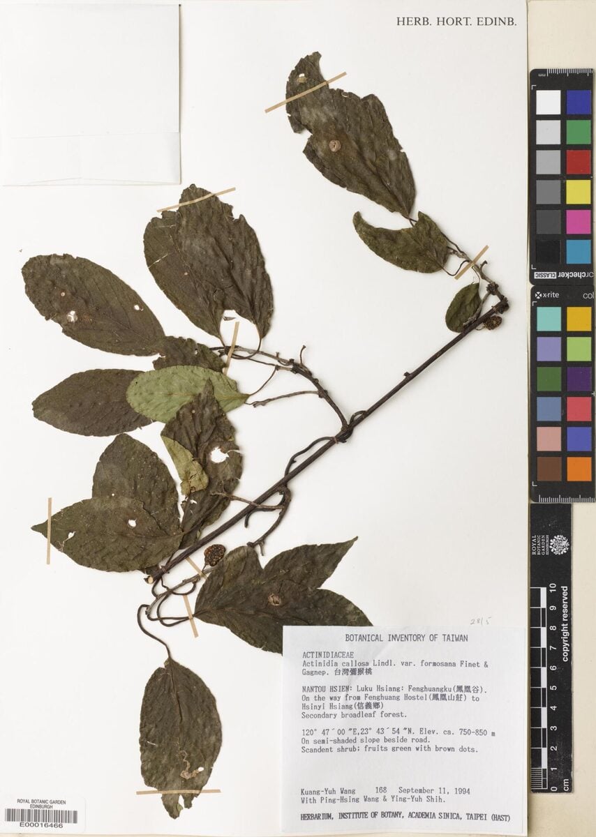 Actinidia callosa var. formosana