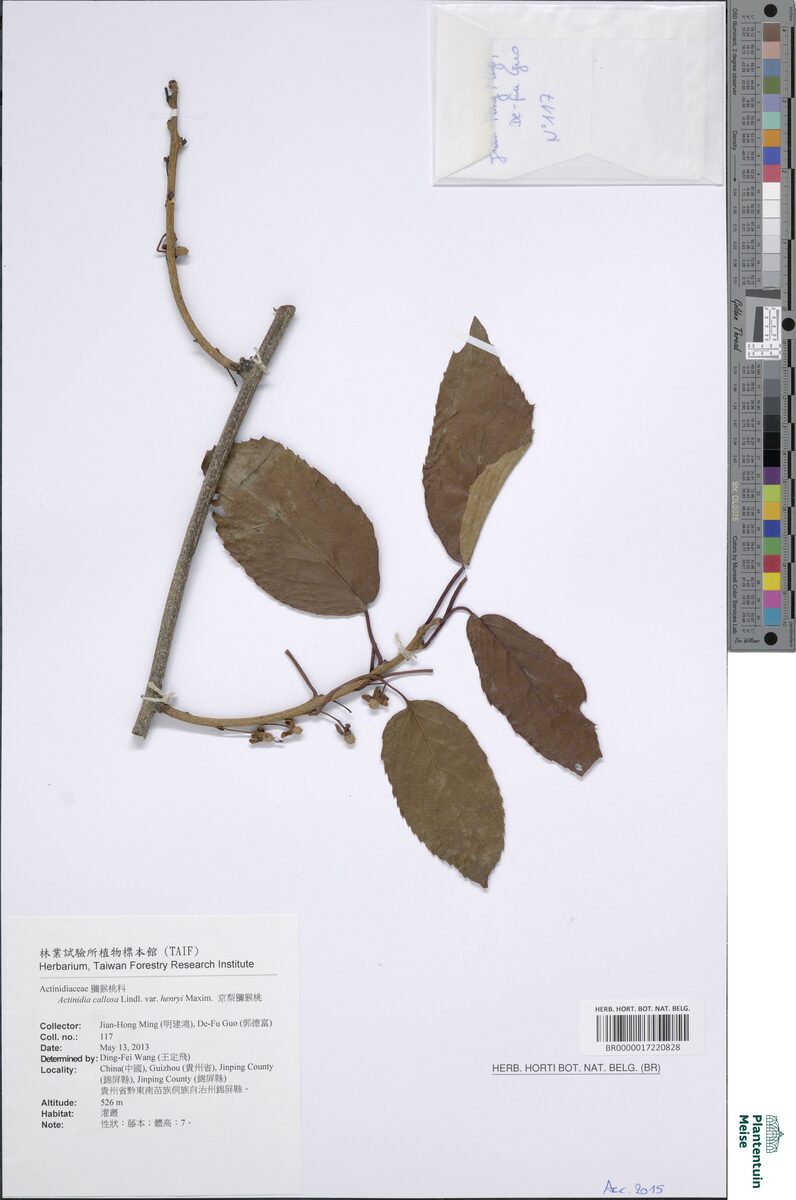 Actinidia callosa var. henryi — photo