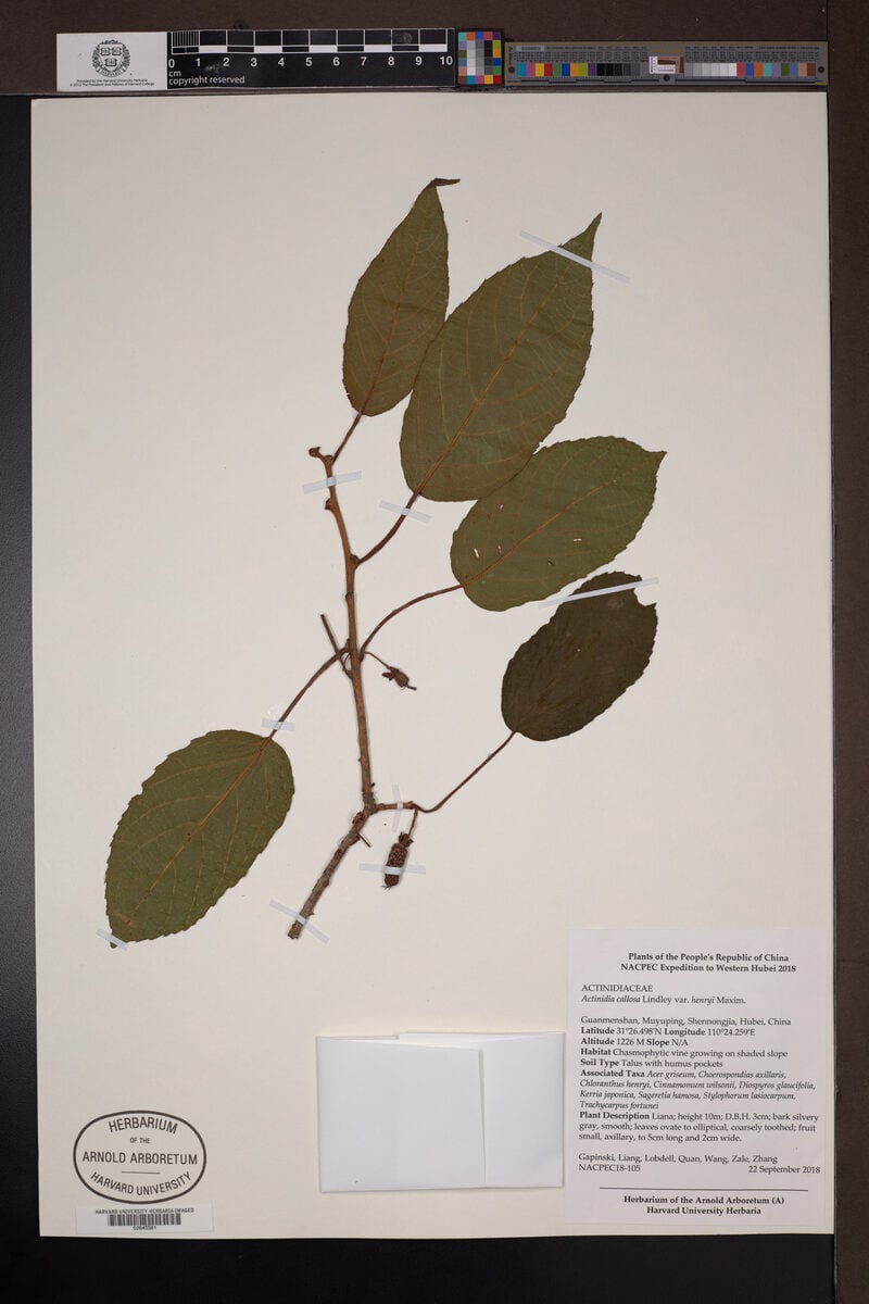 Actinidia callosa var. henryi