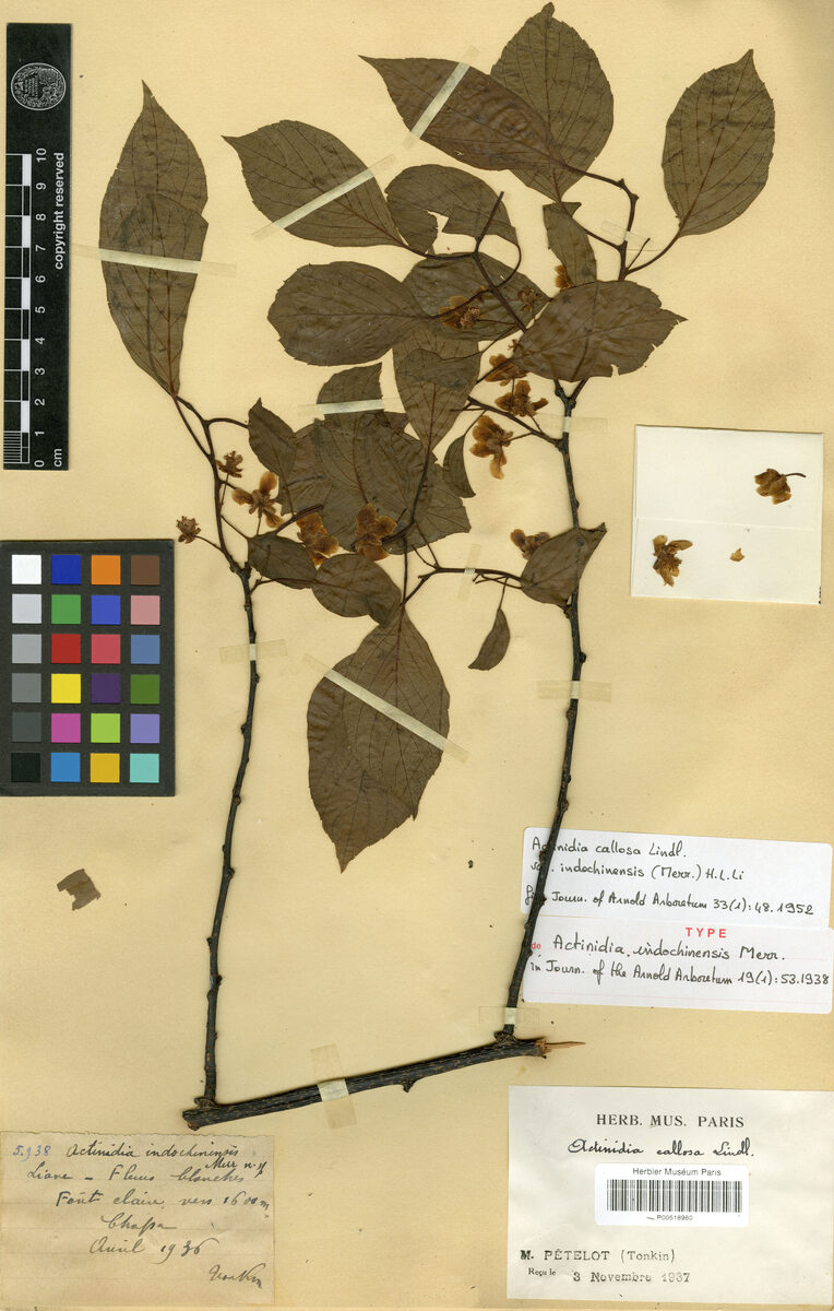 Actinidia callosa var. indochinensis