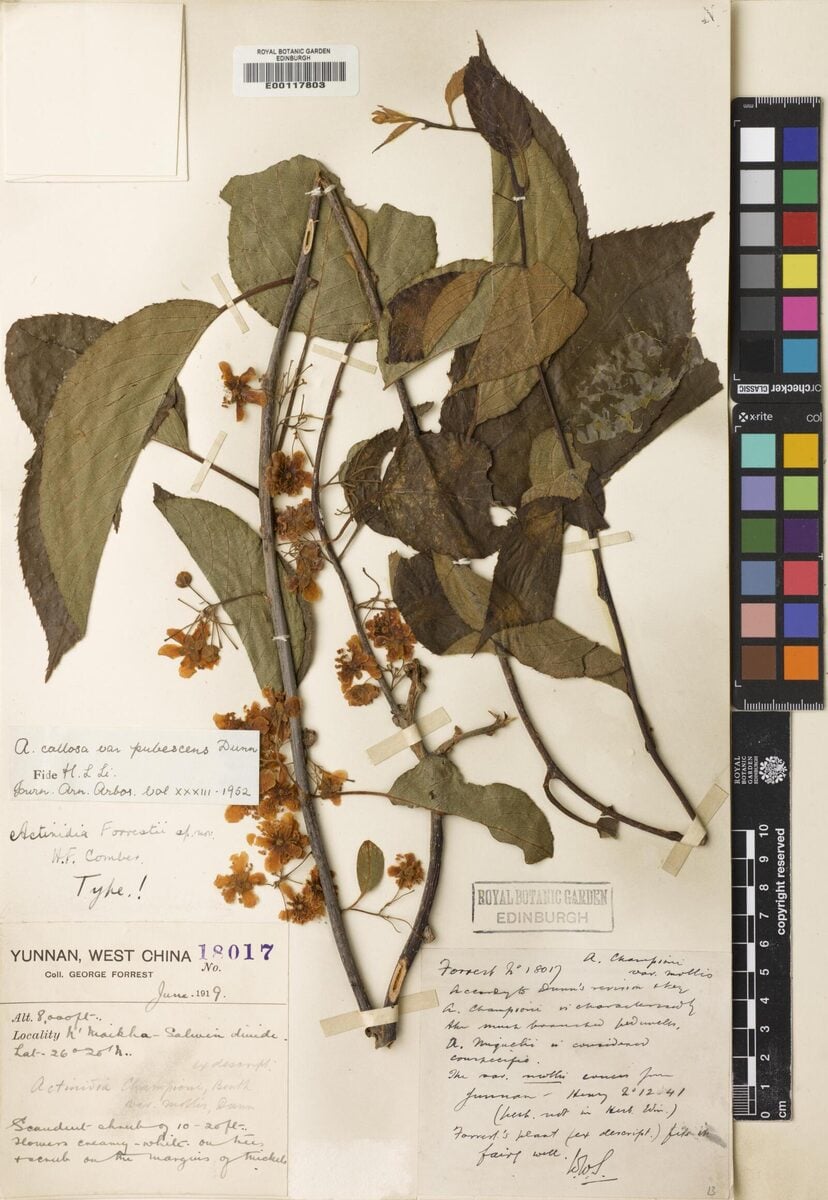 Actinidia callosa var. pubescens