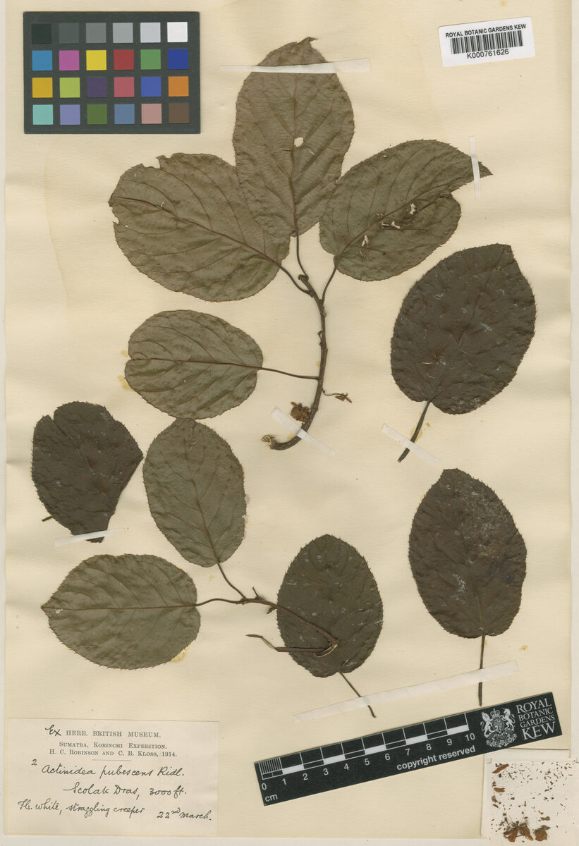 Actinidia callosa var. pubescens — photo