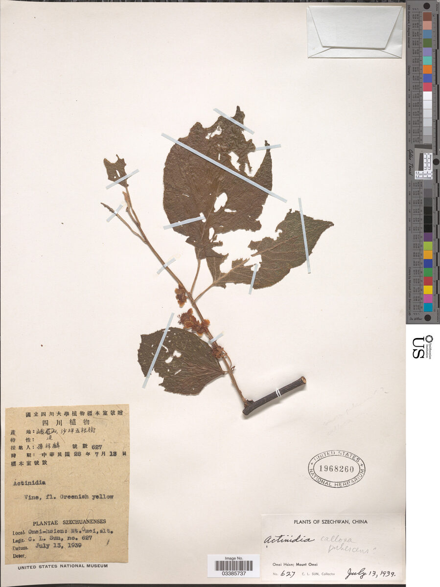 Actinidia callosa var. pubescens — photo
