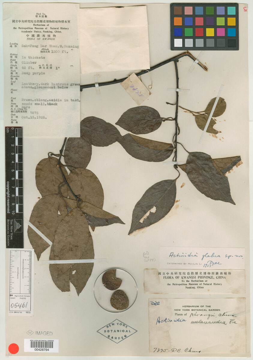 Actinidia glabra — photo