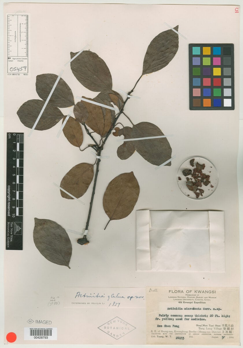 Actinidia glabra