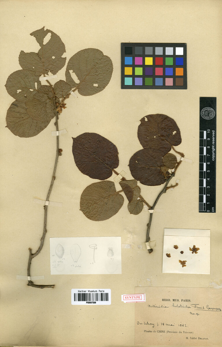 Actinidia holotricha — photo