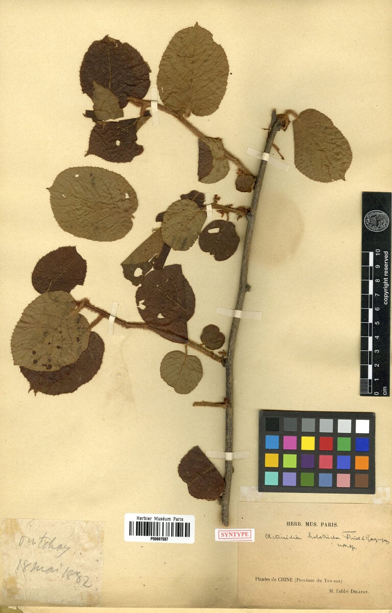 Actinidia holotricha