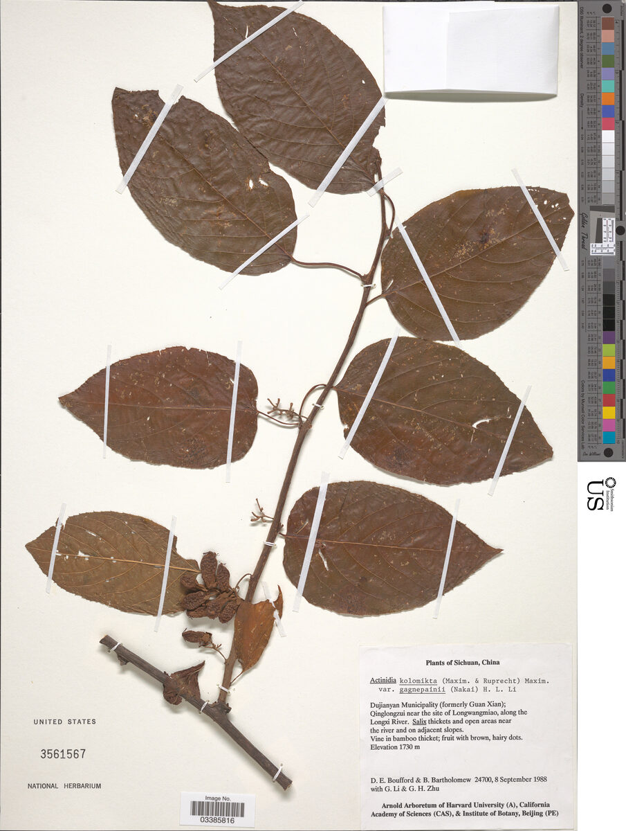 Actinidia kolomikta gagnepainii - (Nak)H.L.Li. — photo