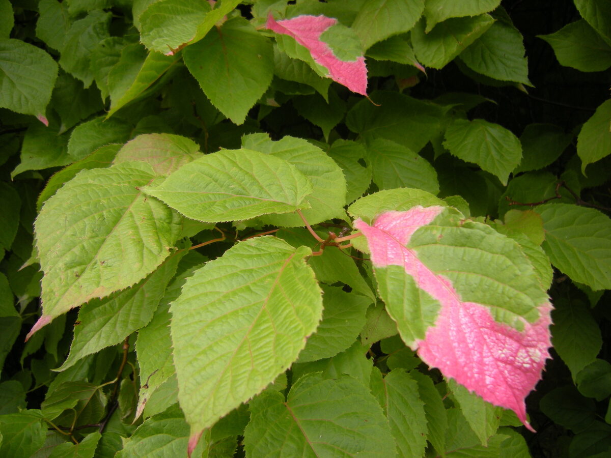Actinidia kolomikta gagnepainii - (Nak)H.L.Li. — photo