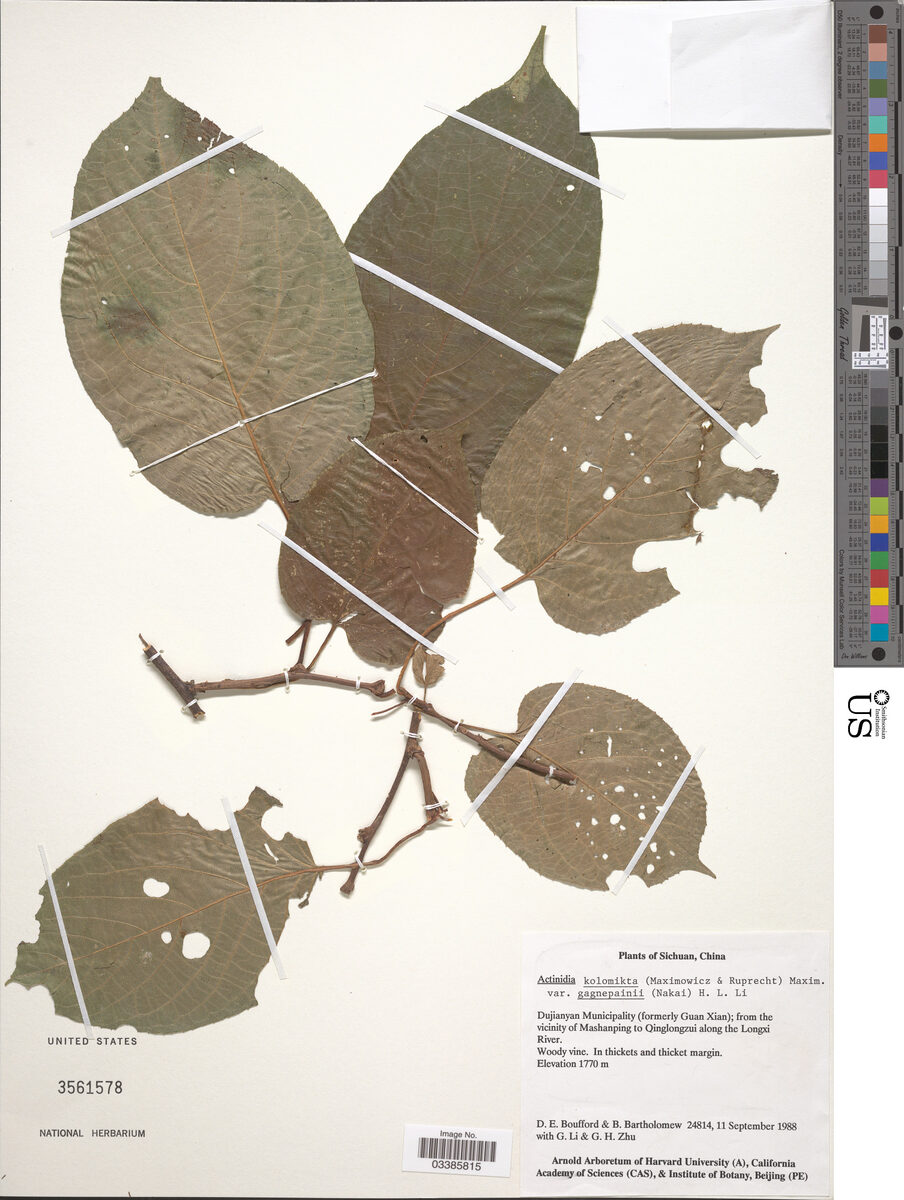 Actinidia kolomikta gagnepainii - (Nak)H.L.Li.