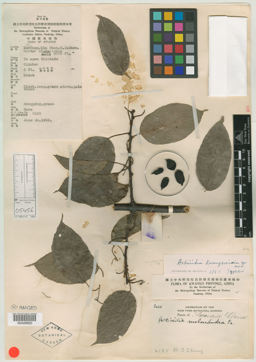 Actinidia kwangsiensis