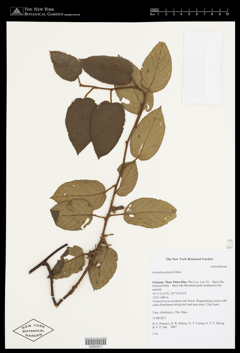 Actinidia petelotii — photo
