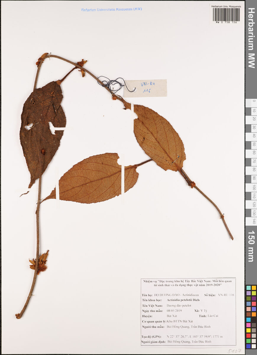Actinidia petelotii