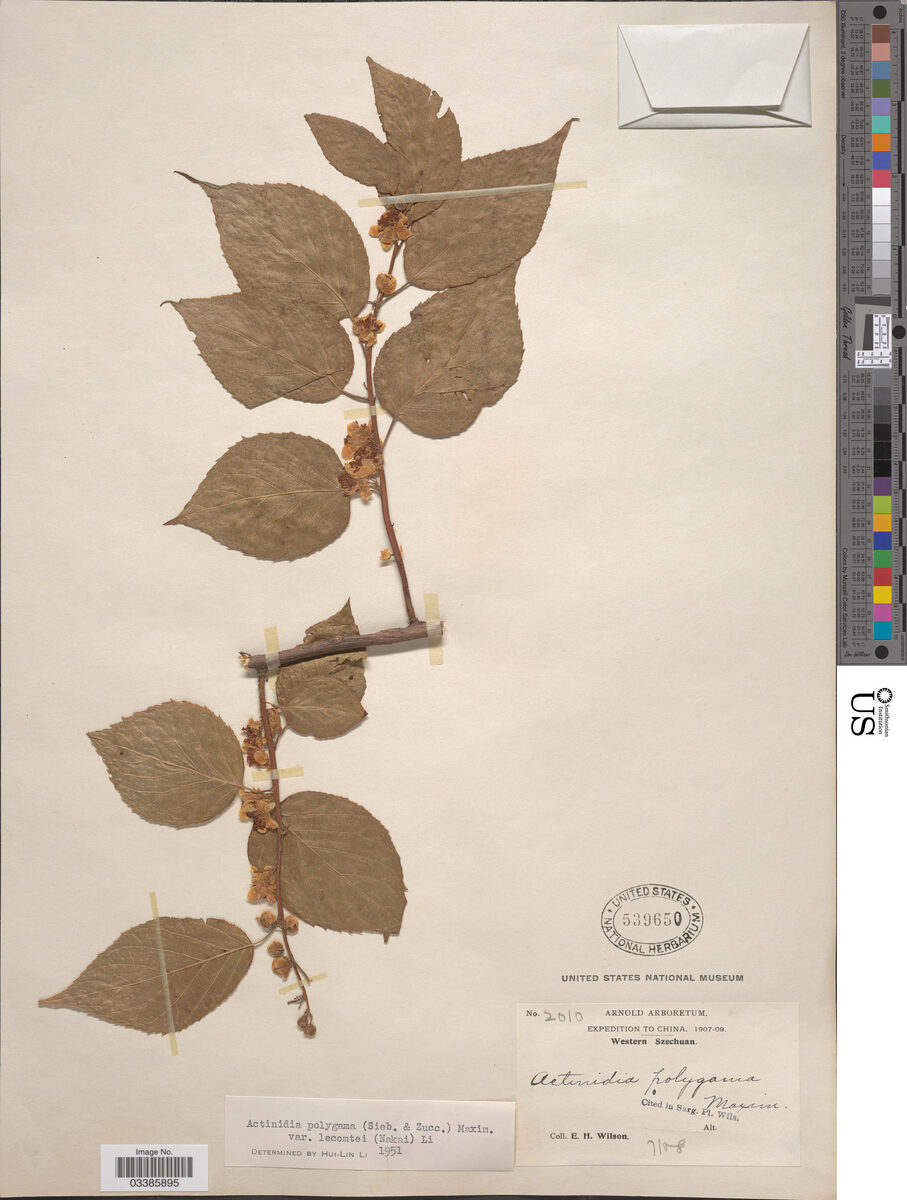 Actinidia polygama lecomtei - (Nakai.)H.L.Li. — photo