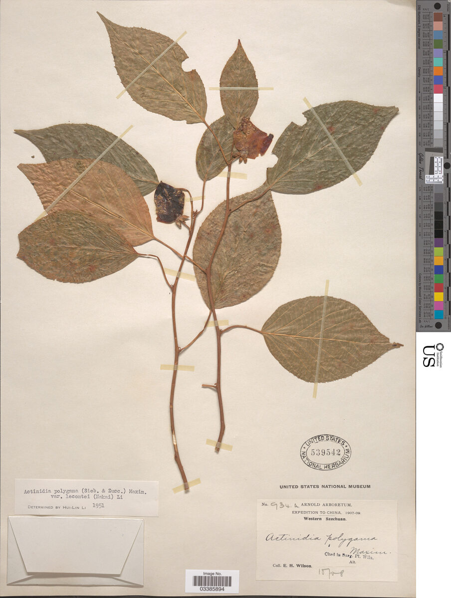 Actinidia polygama lecomtei - (Nakai.)H.L.Li. — photo