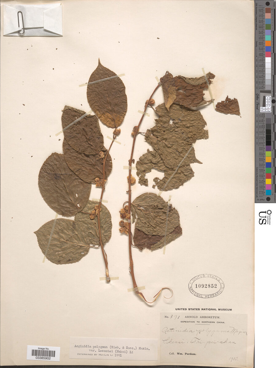 Actinidia polygama var. lecomtei