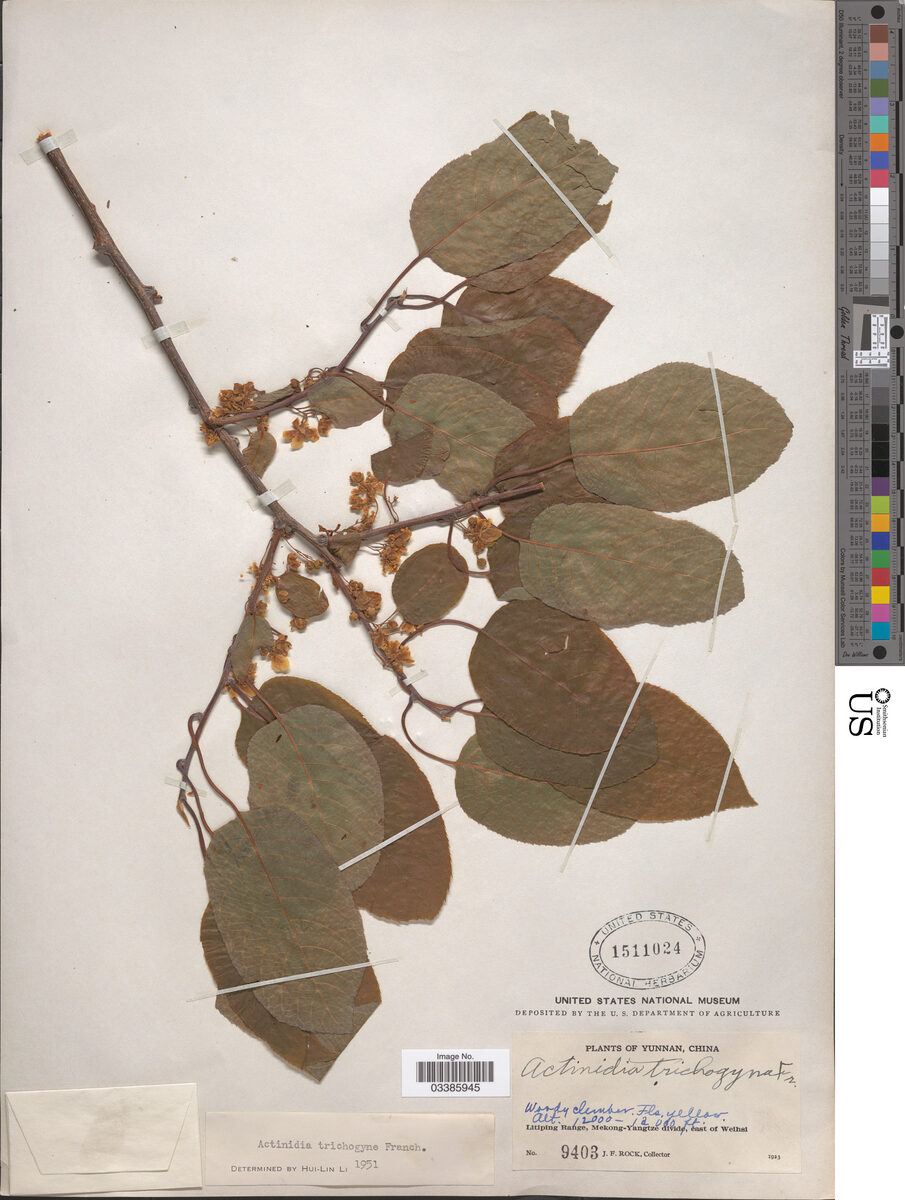 Actinidia trichogyna — photo