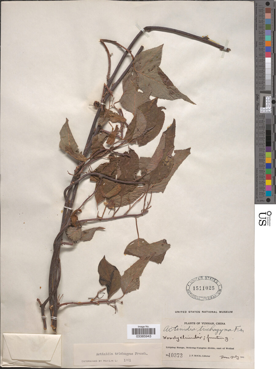 Actinidia trichogyna — photo