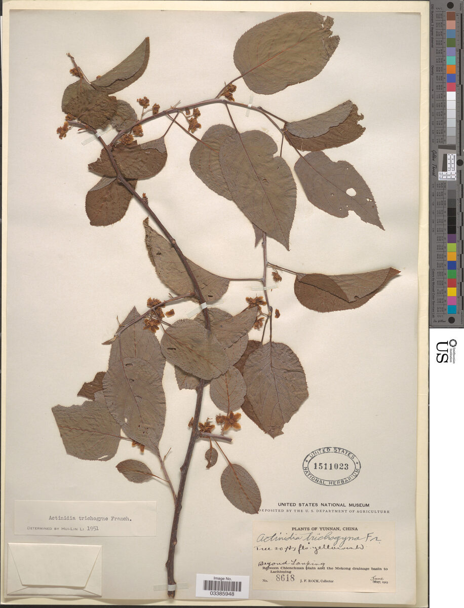 Actinidia trichogyna