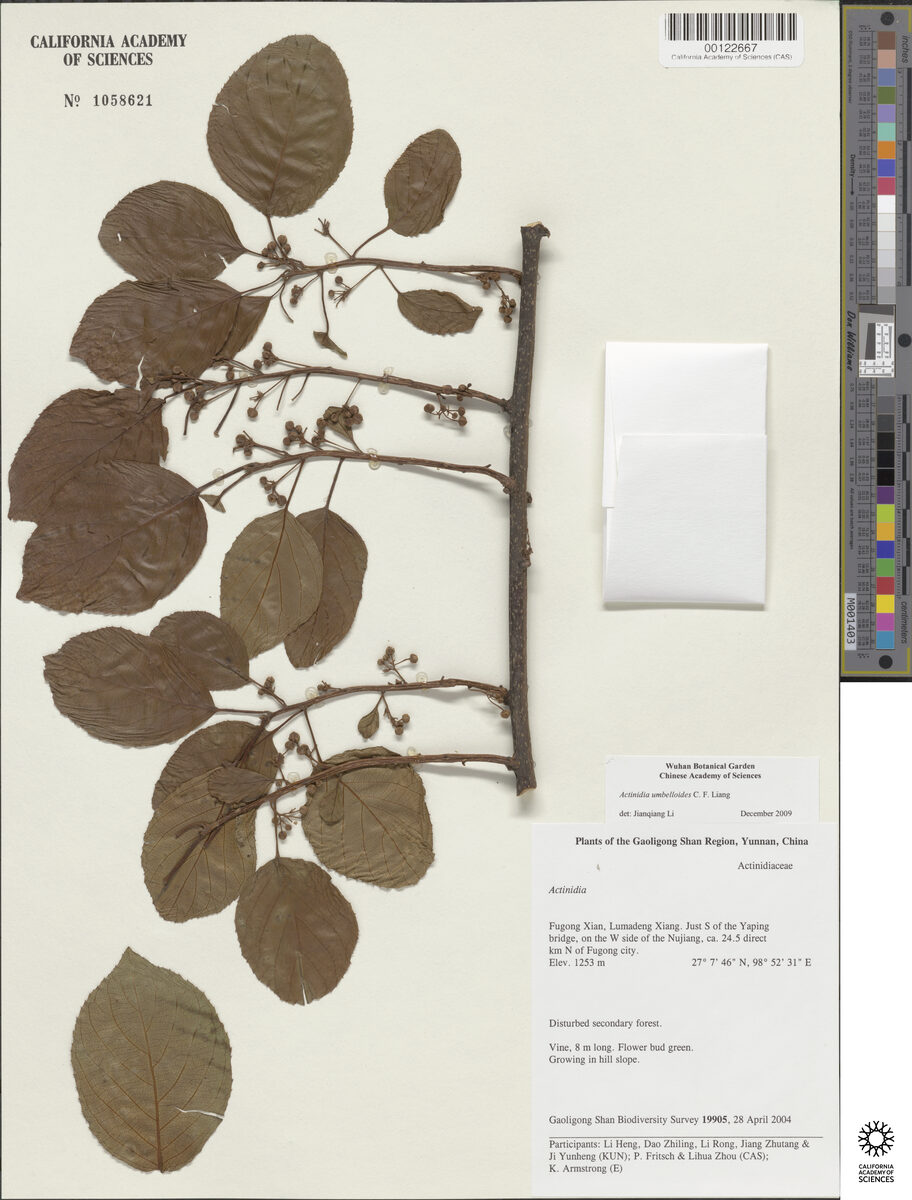 Actinidia umbelloides (Azhuma) — photo