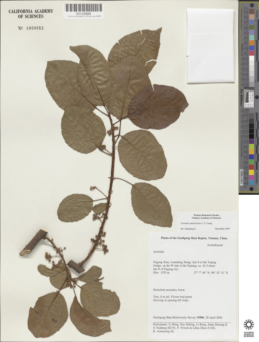 Actinidia umbelloides (Azhuma) — photo