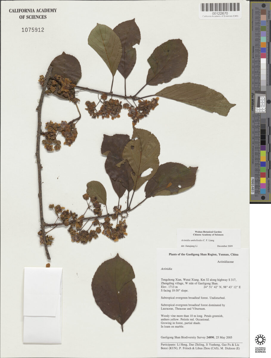 Actinidia umbelloides