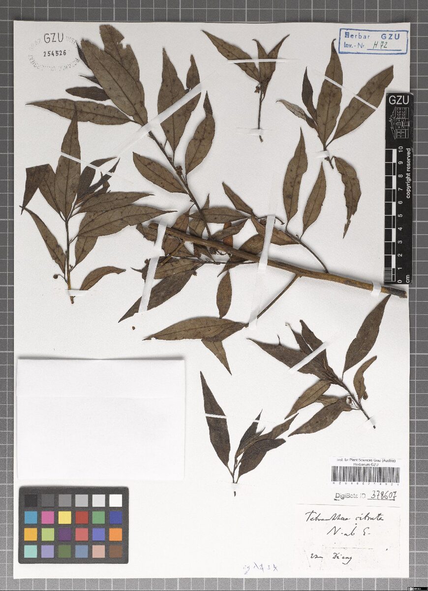 Actinodaphne citrata — photo