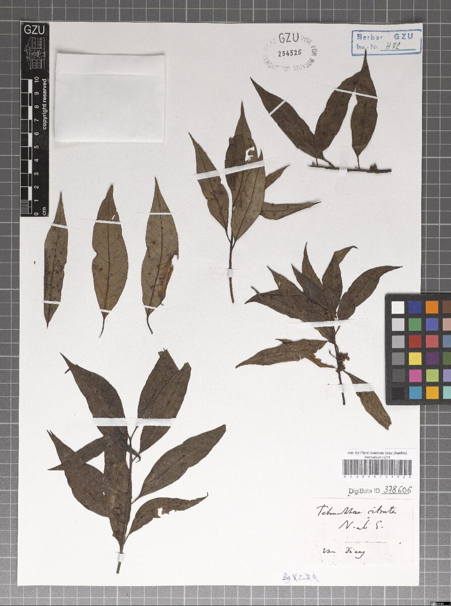 Actinodaphne citrata — photo