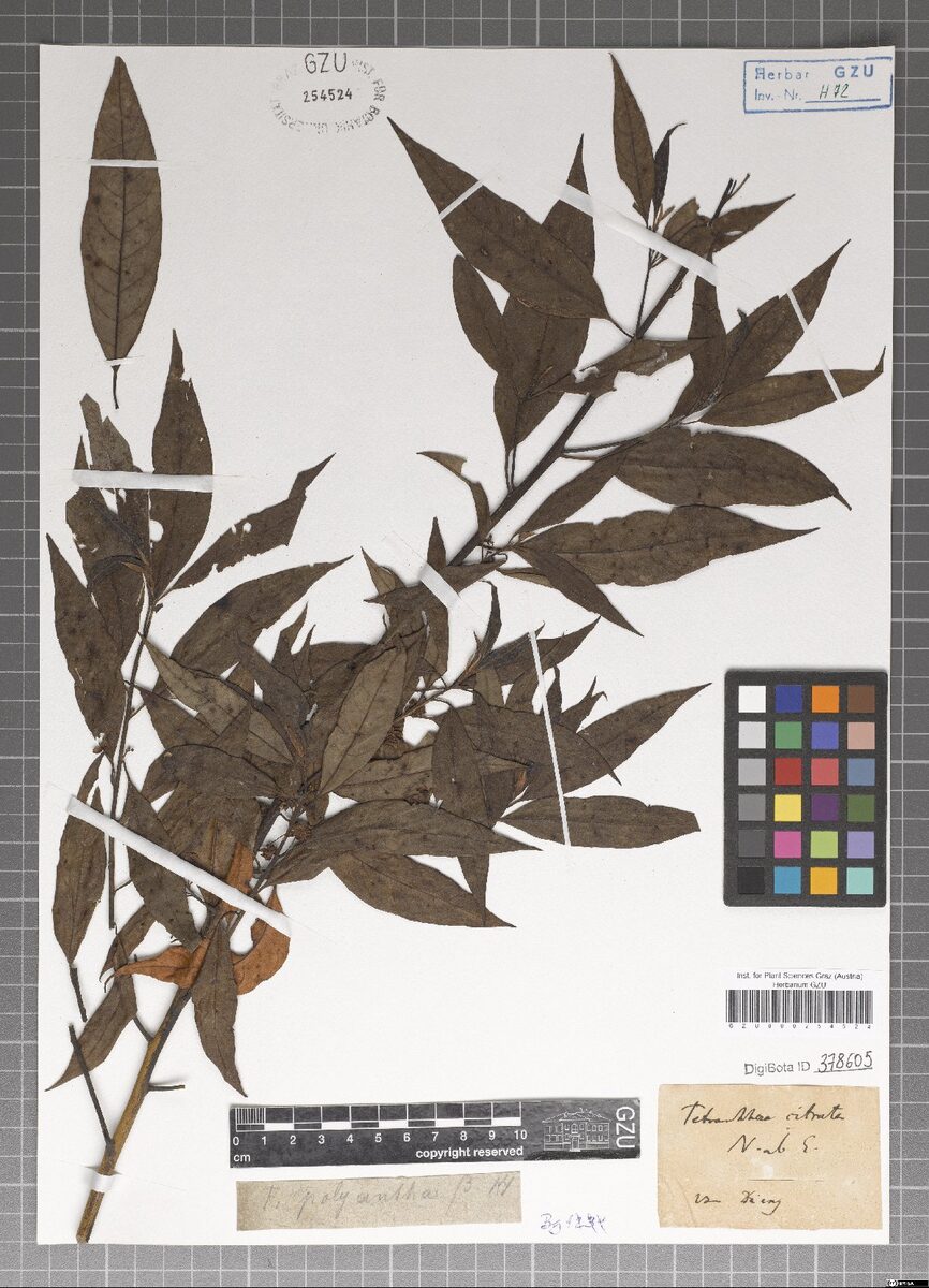 Actinodaphne citrata