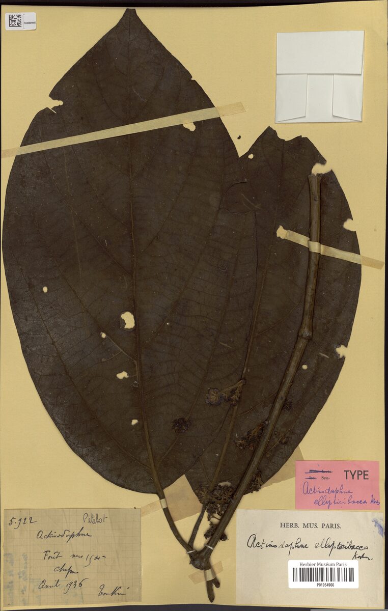 Actinodaphne ellipticibacca