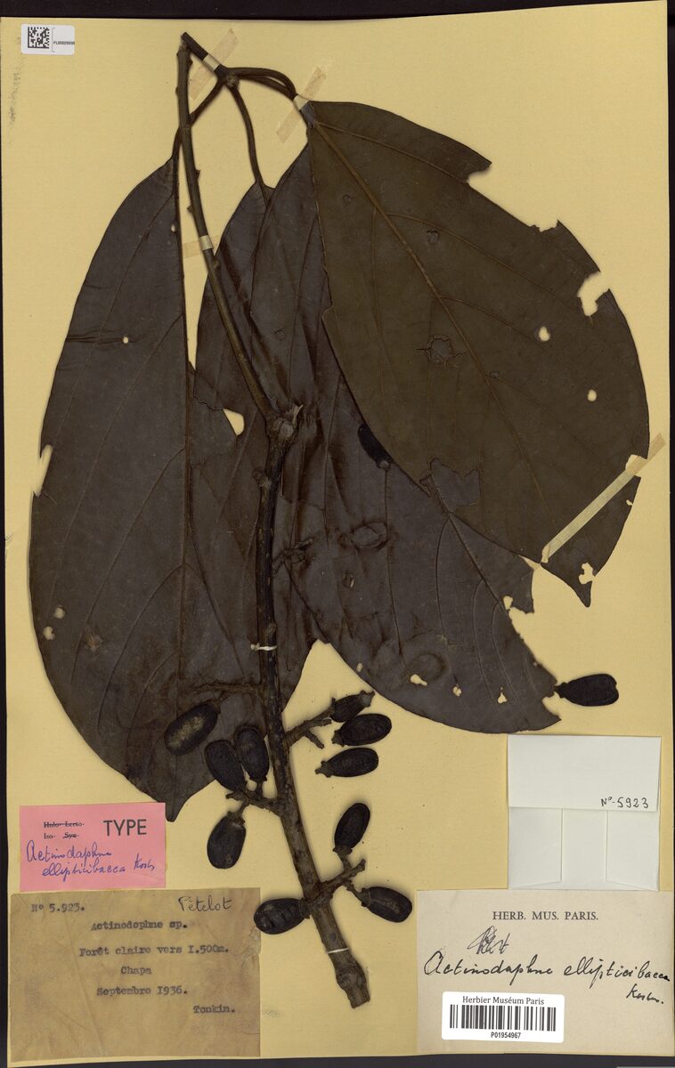 Actinodaphne ellipticibacca — photo
