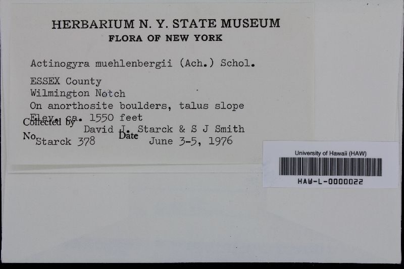 Actinogyra muehlenbergii